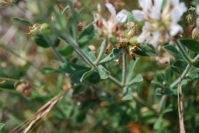 Lotus hirsutus (=Dorycnium hirsutum) / Trifoglino irsuto